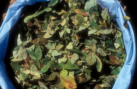 Seasonal Yard Cleanup